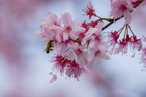 Blossom and bee-575
